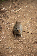 Squirrel facing down the photographer