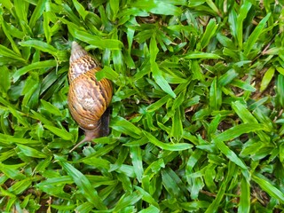 Macro shot of a brown snail moving across fresh vibrant green grass blades in natural outdoor setting, showcasing nature and wildlife details clearly.