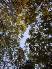 Looking Up Through Tree Canopy with Blue Sky
