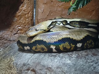 Closeup of Coiled Python Snake with Scaly Pattern
