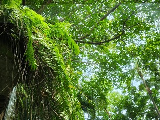 Lush Green Tropical Forest Leaves with Sunlight