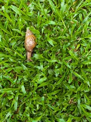Close-up of Snail Crawling on Lush Green Grass