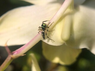 Macro Shot of Metallic Green Jumping Spider (Cosmophasis) Resting on White Flower Petal