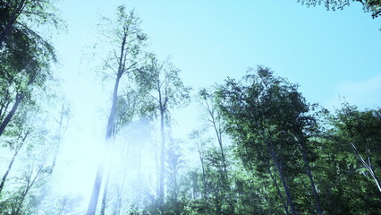 Fototapeta premium Golden sunlight breaks through the canopy of tall trees, creating a magical atmosphere in a dense forest. The scene captures the beauty of nature on a clear day, inviting peace and reflection.