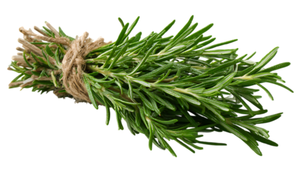 Fresh bundle of aromatic rosemary herb tied with twine isolated on transparent background