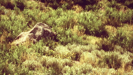 Sunlight filters through a bright landscape filled with lush greenery and wild plants. A prominent rock stands proudly amidst the thriving vegetation, creating a tranquil scene.