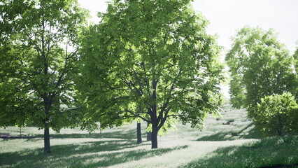 Fototapeta premium A vibrant forest scene filled with tall, leafy trees basking in warm sunlight. Soft grass blankets the ground, creating a peaceful atmosphere perfect for relaxation and reflection.
