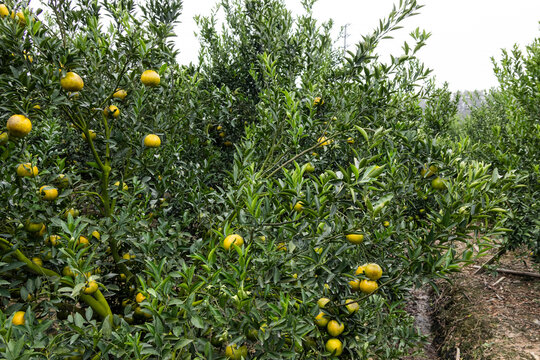 Tea Orange Orchard in Xinhui, Jiangmen, Guangdong  
