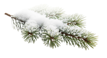 pine branch with snow