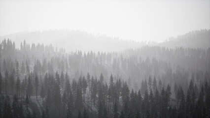 Fototapeta premium A serene mountain scene showcases towering trees enveloped in mist. The soft morning light casts a gentle glow, creating a peaceful and ethereal atmosphere in the forest.