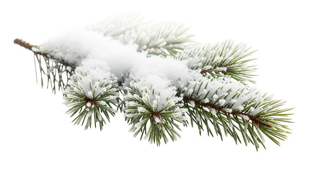 pine branch with snow - Powered by Adobe