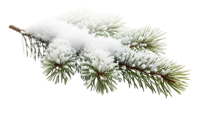 pine branch with snow