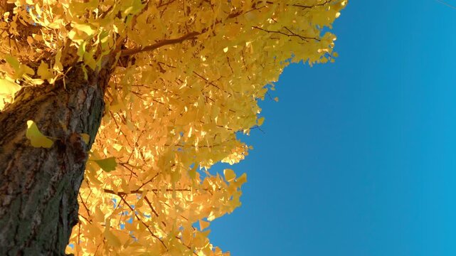 秋の晴天と鮮やかに黄葉したイチョウの木