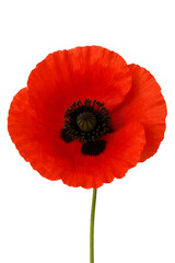 red poppy isolated on white background