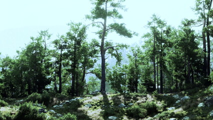 Fototapeta premium Tall evergreen trees reach for the sky in a peaceful forest. Sunlight filters through the branches, casting gentle shadows on the ground, creating a tranquil scene of natures beauty.