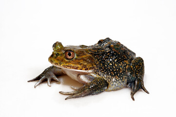 Helmeted water toad, Chilean helmeted bull frog // Chilenischer Helmkopffrosch (Calyptocephalella gayi)