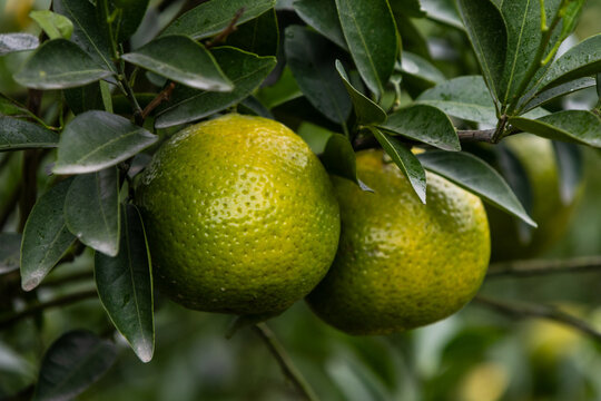 Tea Orange Orchard in Xinhui, Jiangmen, Guangdong  