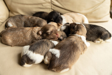 Newborn Havanese puppies sleeping together on a beige couch, forming a warm and adorable cuddle pile that highlights their soft fur and peaceful rest.