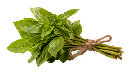 Fresh bunch of green basil herb tied with twine isolated on transparent background