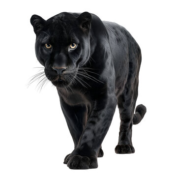  Wild standing black panther isolated on a white or white or transparent background
