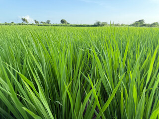 Lush green rice field under a clear blue sky, showcasing vibrant paddy rows, natural landscape beauty, and peaceful countryside scenery