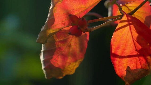 真っ赤に紅葉したハナミズキの葉とルビー色の実