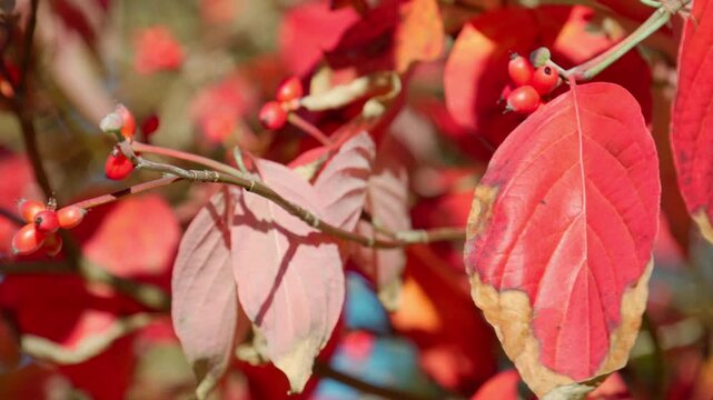 真っ赤に紅葉したハナミズキの葉とルビー色の実