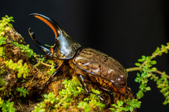 Dynastes granti is a species of rhinoceros beetle that lives in Arizona and Utah and in Mexico.