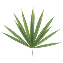 Obraz premium Close-up of a green palm leaf with long, pointed leaflets against a plain white background.