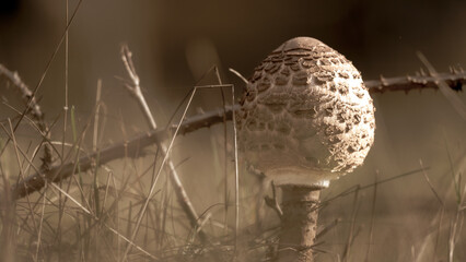 Im sanften Atem des Waldbodens erhebt sich dieser kleine Wanderer wie ein H&uuml;ter der Stille. Sein brauner Hut, geschm&uuml;ckt mit schuppigen Mustern, wirkt wie ein uralter Schild, der Geschichten aus verga