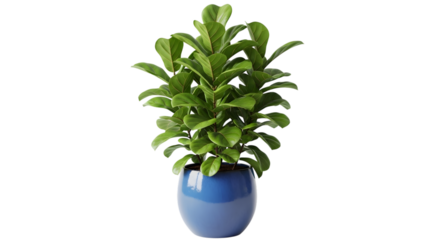 Green plant in blue vase isolated on transparent background