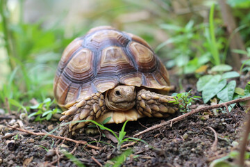 African Sulcata Tortoise Natural Habitat,Close up African spurred tortoise resting, cute animal