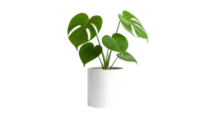 Monstera plant in white pot isolated on transparent background