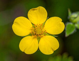 Close-up of a vibrant, five-petaled yellow flower against foliage