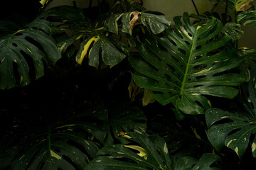 Scenery of tropical plants, indoor garden, huge green leaves, including monstera philodendron anthurium and alocasia plants © lacastudio