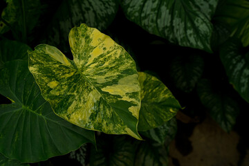 close up of Alocasisa variegated leaves, inside a tropical greenhouse, rare indoor plants © lacastudio
