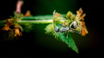 Black garden ant crawling on green leaf