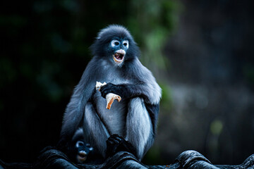 Obraz premium Spectacled langur monkey eating bread with baby