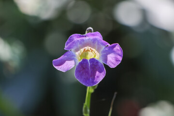 Single purple violet wishbone flower blooming in garden. Serene close up detail showing delicate small blossom with yellow center and soft focus background for tranquil mood