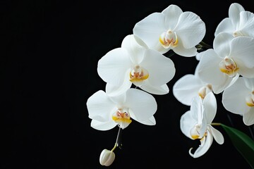 A vibrant orchid with white petals and yellow centers, hanging gracefully from a branch against a dark backdrop.