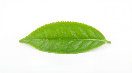 Green Tea Leaf Isolated on White Background