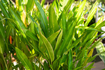Vibrant green plant growth botanical garden nature lush environment close-up flora exploration