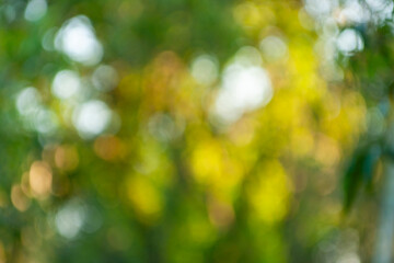 Obraz premium Exploring nature's beauty a tranquil forest scene outdoor environment vibrant colors