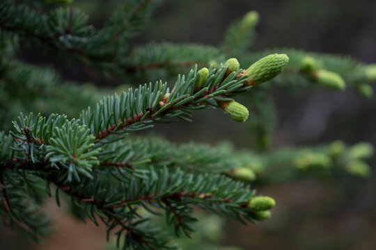 Spruce tips on a spruce tree
