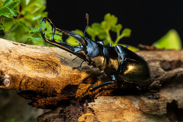 The stag beetle. Prosopocoilus giraffa, the giraffe stag beetle, is the world's largest stag beetle and is a member of the family Lucanidae in Thailand.