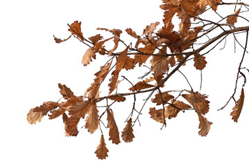 Natural oak branch on white background