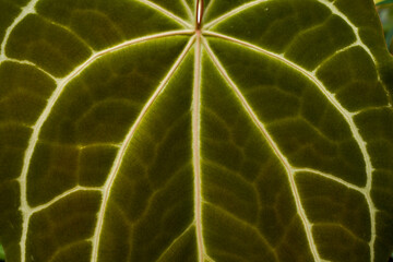 super close up of Anthurium leaves texture, showing its beautiful unique pattern, detail shot, leaves pattern