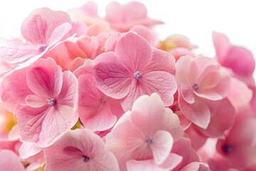 A vibrant pink hydrangea bush with delicate pink flowers, set against a backdrop of lush green leaves and a serene blue sky.