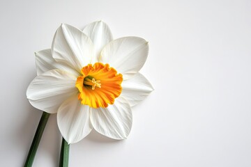Obraz premium A vibrant daffodil with a bright yellow center and white petals, set against a stark white background.