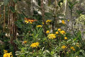 Wide view of a butterfly pollinating wildflowers in a sunny green garden © Brenda
